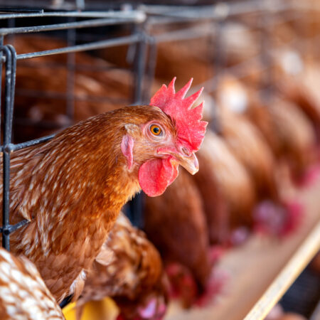Hens in factory, Chicken in cages