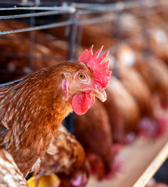 Hens in factory, Chicken in cages