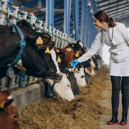 Veterinary in lab robe standing at cowshed