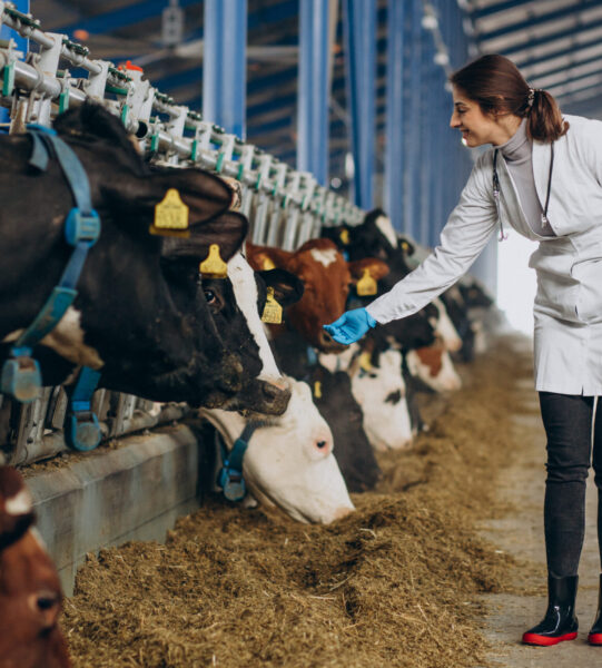 Veterinary in lab robe standing at cowshed